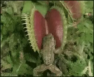 Animal being lured towards a trap by bait